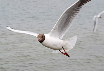 Seagull flies in the sky over the sea