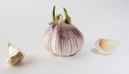 Sprouted garlic and garlic cloves, isolated, against the background.