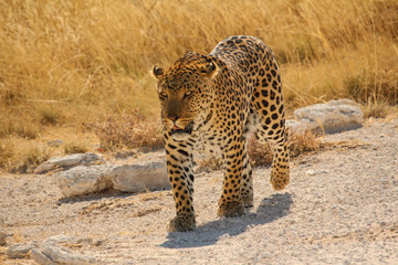Leopard im Etosha