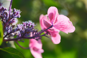 紫陽花の花