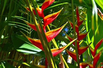 Heliconia flower in tropical garden