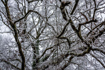 The branches of a majestic tree are covered with frost. This gives it a fantastic appearance