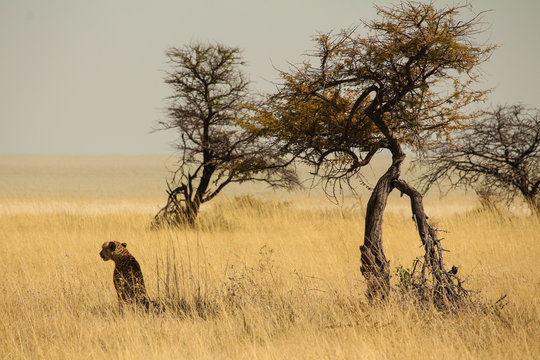 Gepard unterm Baum