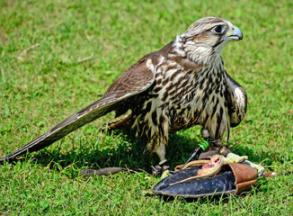 Young hawk is eating on the meadow