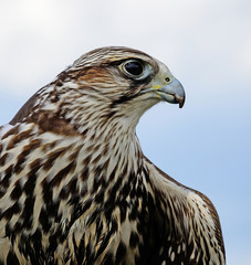 Young hawk portrait in summer time