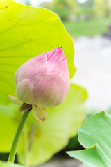 lotus flowers or waterlilly flowers in the pond nature on the holy day