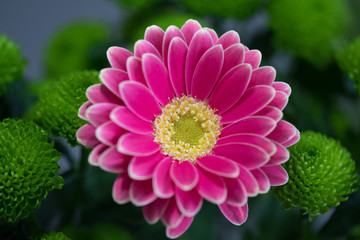 Fototapeta premium Flowers