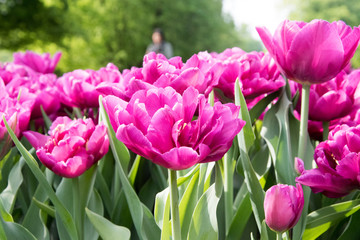 tulipani viola - 177633492