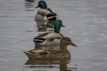 ducks on the water