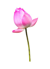 Lotus flower isolated on white background.