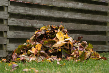 Apple leaves collected in a pile in front of an old wooden fence