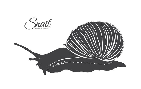 Vector illustration: Hand drawn silhouette of Snail