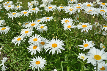 A large field of beautiful white daisies. (Pyrethrum)