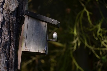 Vogel bei der Fütterung