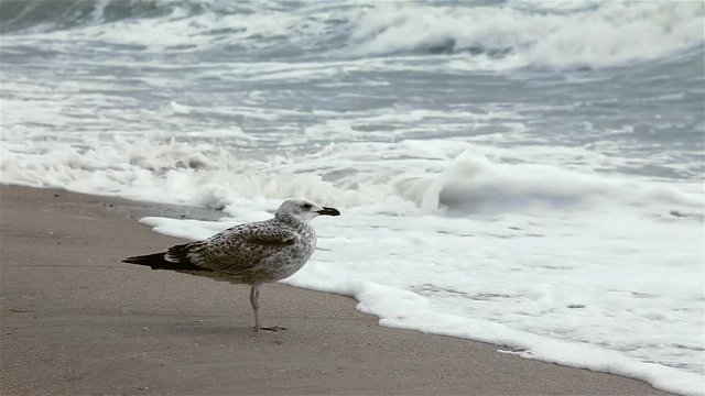 Group of seagulls on a sandy beach at windy day.