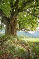 Fototapeta na wymiar lonely old tree on meadow