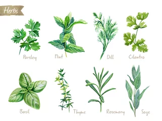 Photo sur Plexiglas Aromatique Illustration aquarelle de collection d& 39 herbes culinaires avec des chemins de détourage