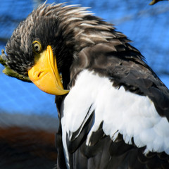 Steller's sea eagle (Haliaeetus pelagicus). Square shape close up image of large bird of prey in the family Accipitridae. On average, it is the heaviest eagle in the world.
