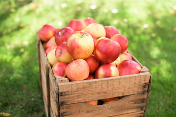 Harvest during fall