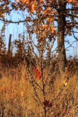 Autumn time. Obweb spiderweb on the dry grass