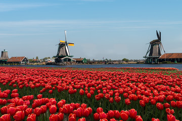 Field of  red tulips and windmills, Holland.