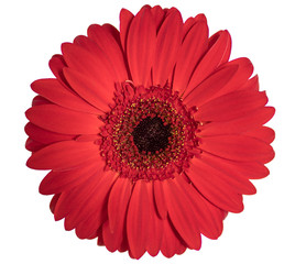 red flower gerbera on a white background