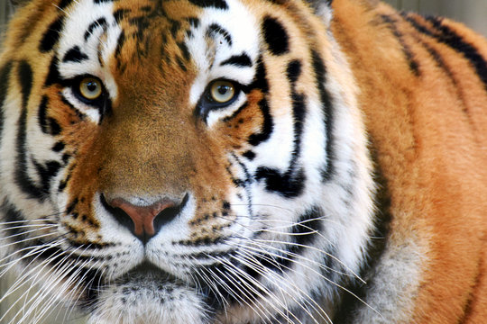 Siberian tiger (Panthera tigris altaica), also called Amur tiger looking intensive at camera. Horizontal close up image.