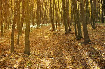 Autumn in the forest