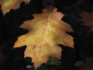 Fototapeta na wymiar brown and yellow oak leafs hanging on the tree in autumn