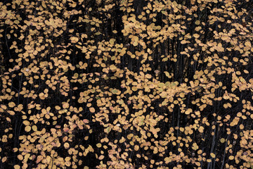 Isolated leaf on white background.