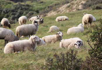 Obraz na płótnie Canvas Wild herd of sheeps on the mountain