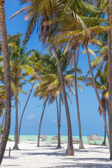 Perfect tropical white sandy beach with palm trees, Paje, Zanzibar, Tanzania - obrazy, fototapety, plakaty