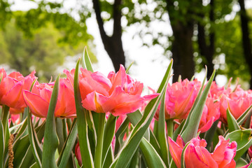 tulipani rosa - 177637272