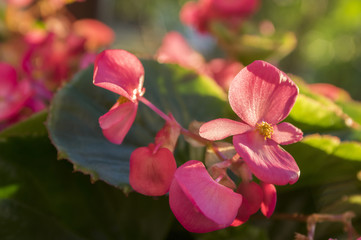 Begonia cucullata in bloom with pink petals and big leaves