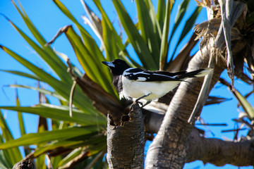 Butcherbird Australia Butcher Bird Grey Black and White Palm