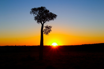 Sunset Bottle Tree Outback Australia Sunrise Sun red blue orange
