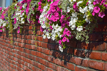 White and red flowers and brick wall