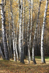beautiful scene in yellow autumn birch forest in october with fallen yellow autumn leaves