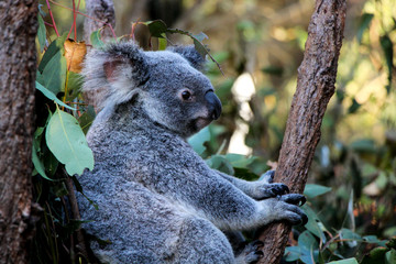 Koala Bear Australia in Eucalyptus Trees cute