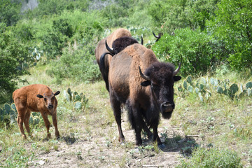 Bison Photography