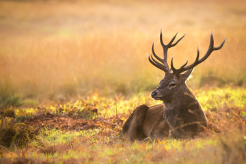 Red Deer Stag resting in the sun - obrazy, fototapety, plakaty