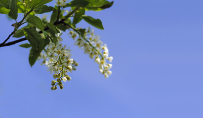 Branch with white flowers of birdflies on a blue sky background.