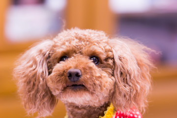 見上げるプードル