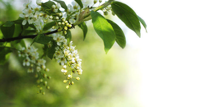 Flowering spring branch with leaves and white flowers