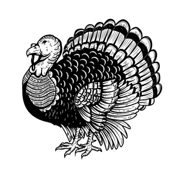 Turkey illustration isolated on white background. Thanksgiving theme.