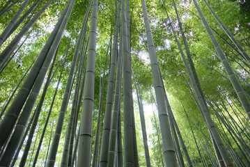 The bamboo groves of Arashiyama, Kyoto, Japan. Arashiyama is a district on the western outskirts of Kyoto