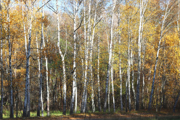 Fototapeta premium beautiful scene in yellow autumn birch forest in october with fallen yellow autumn leaves