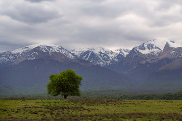 Green lonely tree on a background of mountains. Of North Ossetia. Russia.