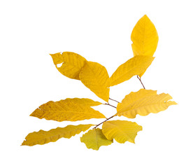 Branch with fall leaves of pawpaw isolated on white