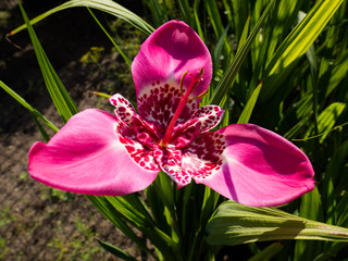 Tigridia pavonia flower © sleepyhobbit